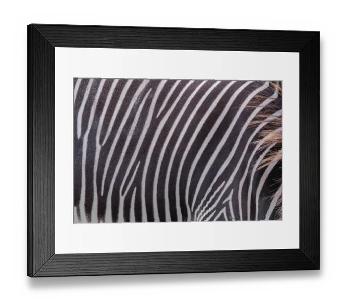 Framed Print : Pattern of a Grevy's zebra (Equus grevyi) fur