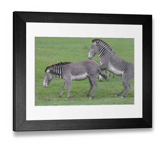 Framed Print : Dominance behaviour between two Grevy's zebras (Equus grevyi) Framed Print : Dominance behaviour between two Grevy's zebras (Equus grevyi)
