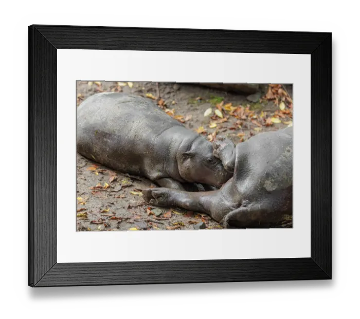 Framed Print : A female pygmy hippopotamus (Choeropsis liberiensis) nurses its calf