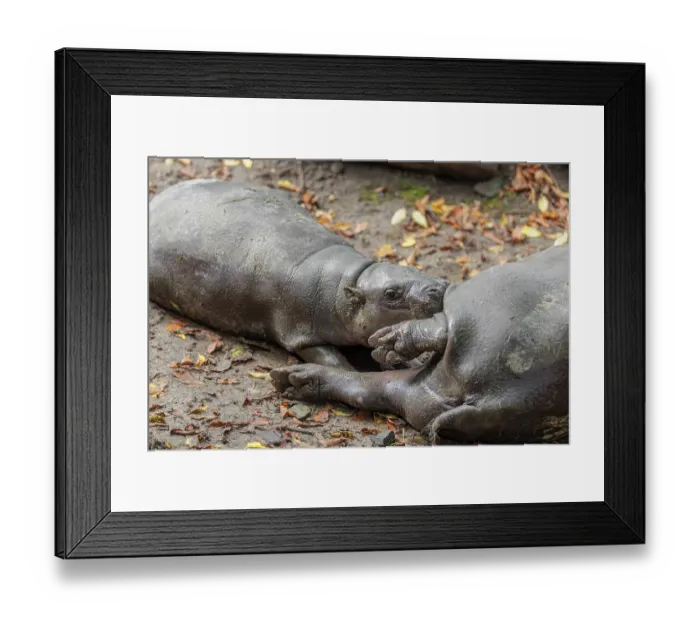 Framed Print : A female pygmy hippopotamus (Choeropsis liberiensis) nurses its calf