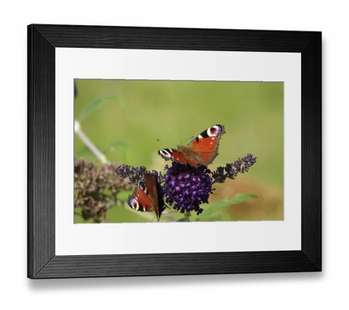 Framed Print : Peacock butterfly, summer, Germany