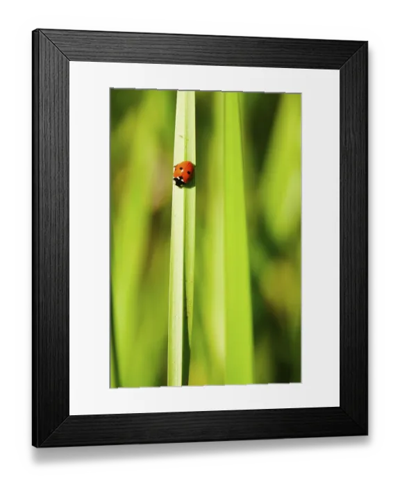 Framed Print : Ladybirds in the garden, summer, Germany