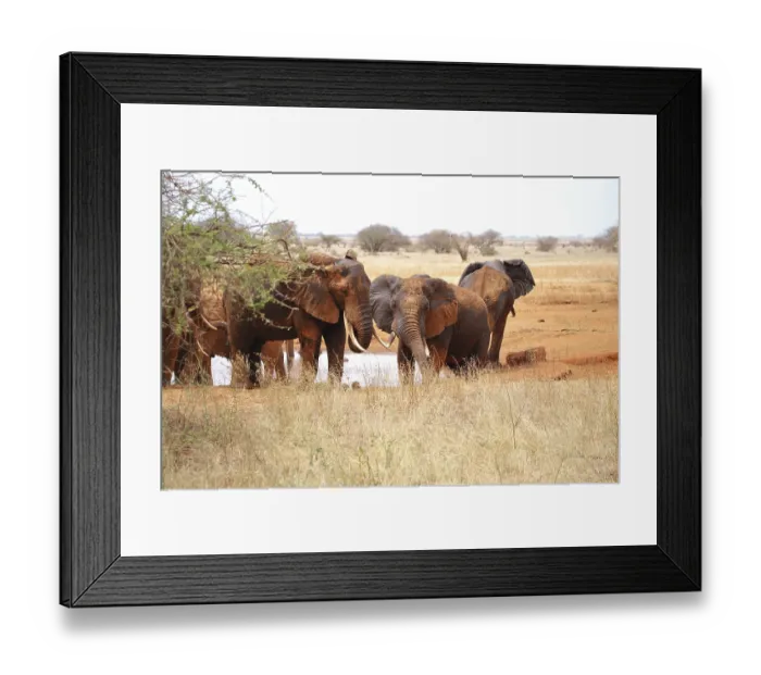 Framed Print : A group of elephants (Loxodonta africana) at a waterhole in the Ngutuni Game Sanctuary in Kenya Framed Print : A group of elephants (Loxodonta africana) at a waterhole in the Ngutuni Game Sanctuary in Kenya