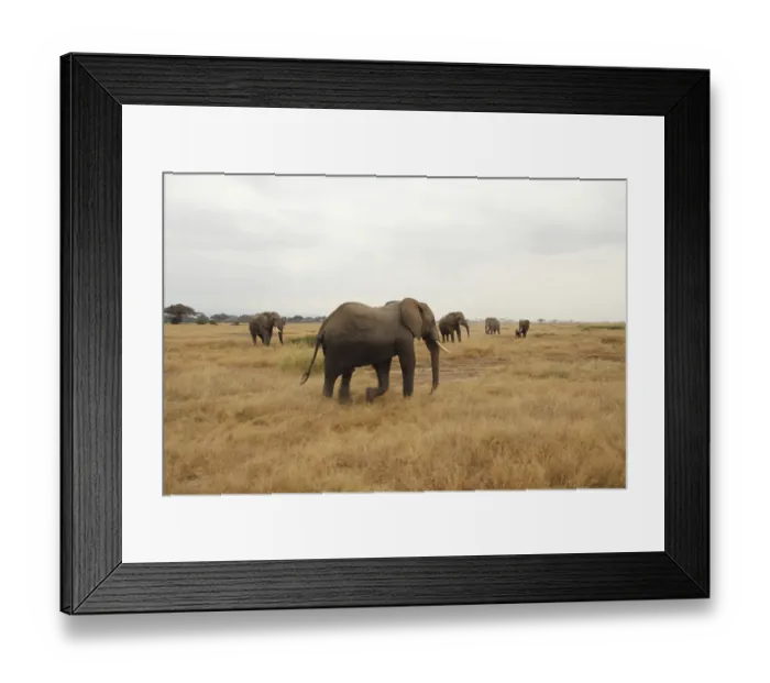 Framed Print : An African elephant (Loxodonta africana) returns to the herd after a bath in Amboseli National Park Framed Print : An African elephant (Loxodonta africana) returns to the herd after a bath in Amboseli National Park
