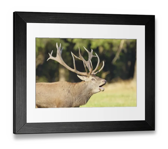 Framed Print : Red deer (Cervus elaphus) during the rutting season Framed Print : Red deer (Cervus elaphus) during the rutting season