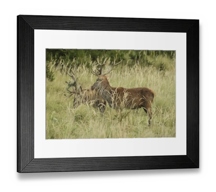 Framed Print : Red deer (Cervus elaphus) rutting deer Framed Print : Red deer (Cervus elaphus) rutting deer