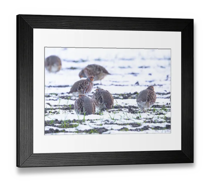 Framed Print : Grey partridge (Perdix perdix) Germany