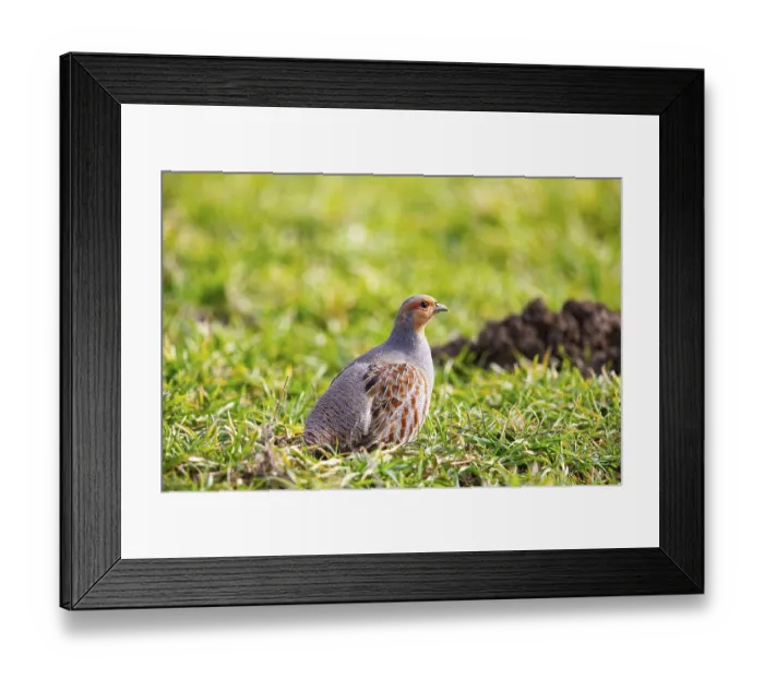 Framed Print : Grey partridge (Perdix perdix) Germany Framed Print : Grey partridge (Perdix perdix) Germany
