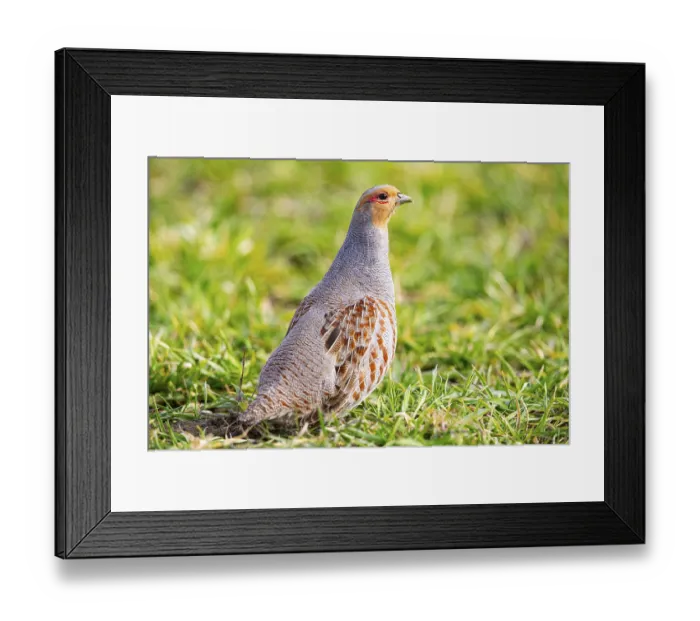 Framed Print : Grey partridge (Perdix perdix) Germany Framed Print : Grey partridge (Perdix perdix) Germany