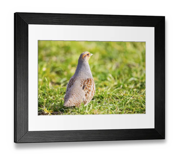 Framed Print : Grey partridge (Perdix perdix) Germany Framed Print : Grey partridge (Perdix perdix) Germany
