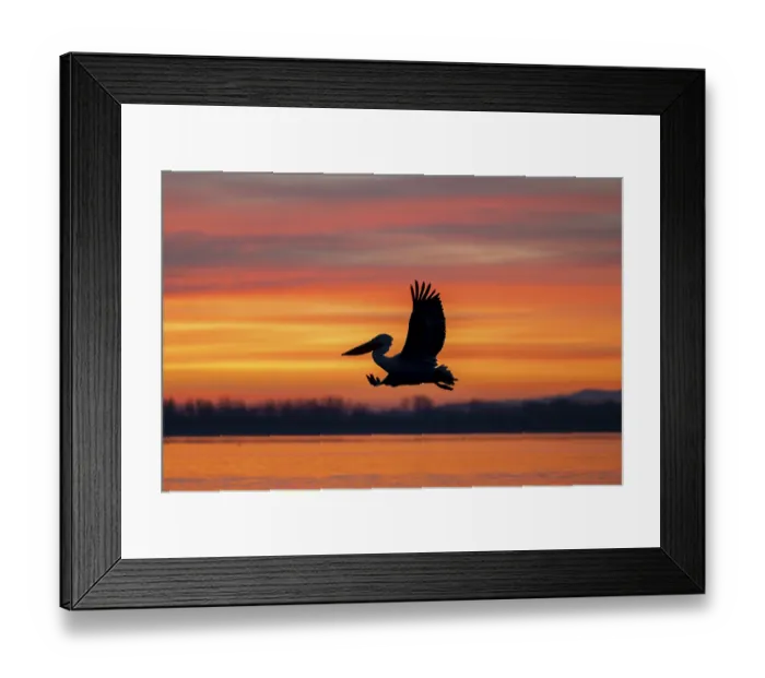 Framed Print : Dalmatian Pelican (Pelecanus crispus) Framed Print : Dalmatian Pelican (Pelecanus crispus)