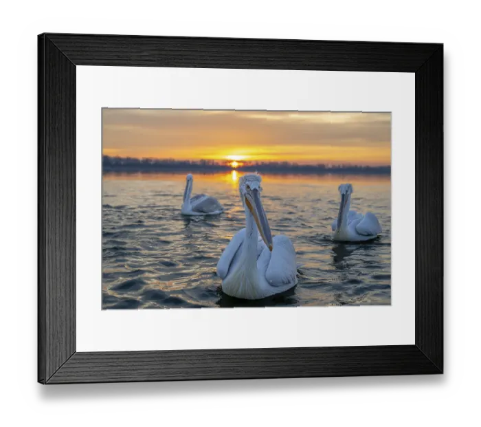 Framed Print : Dalmatian Pelican (Pelecanus crispus)