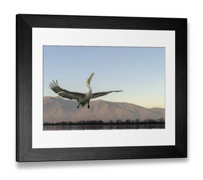 Framed Print : Dalmatian Pelican (Pelecanus crispus) Framed Print : Dalmatian Pelican (Pelecanus crispus)