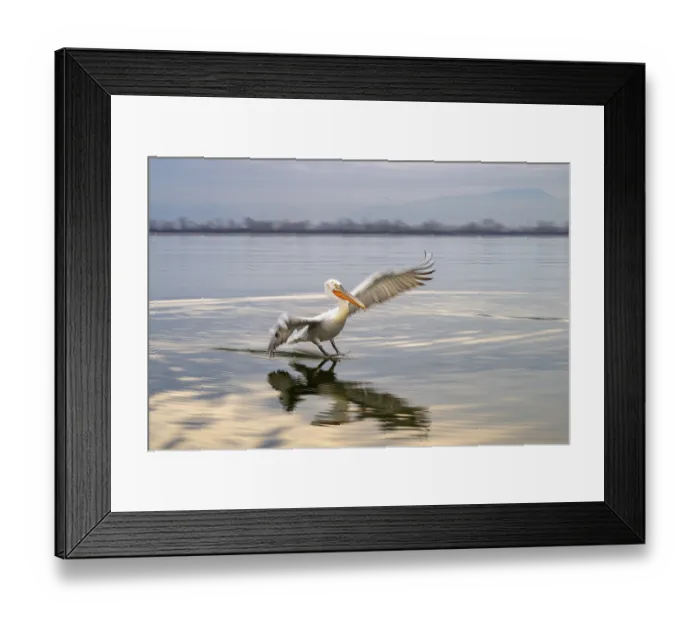 Framed Print : Dalmatian Pelican (Pelecanus crispus)
