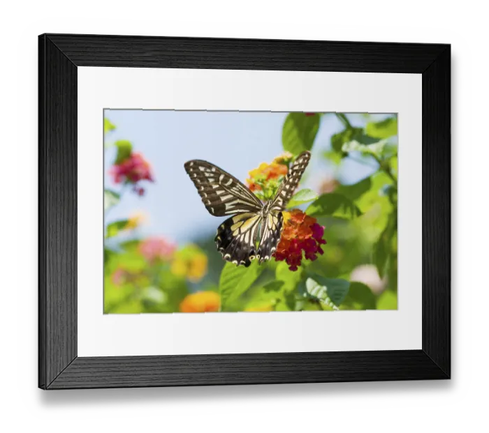 Framed Print : Colorful swallowtail butterfly flying and feeding under blue sky