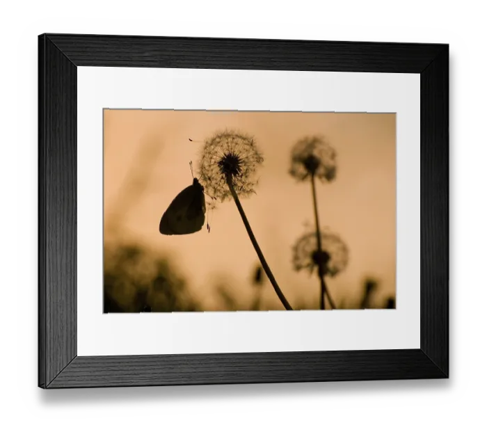 Framed Print : Dandelion with butterfly in the evening Framed Print : Dandelion with butterfly in the evening