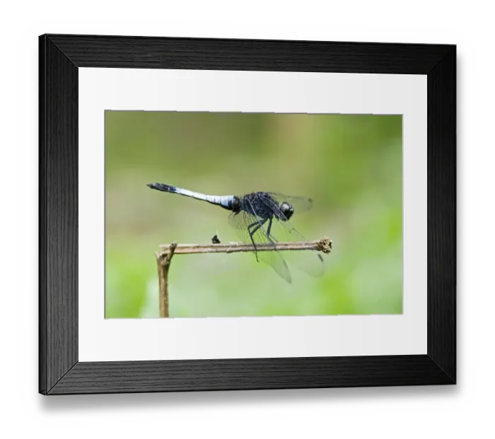 Framed Print : Dragonfly (Orthetrum triangular subsp) rest on branch Framed Print : Dragonfly (Orthetrum triangular subsp) rest on branch