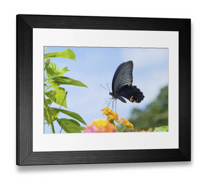 Framed Print : Swallowtail butterfly feeding on orange flowers