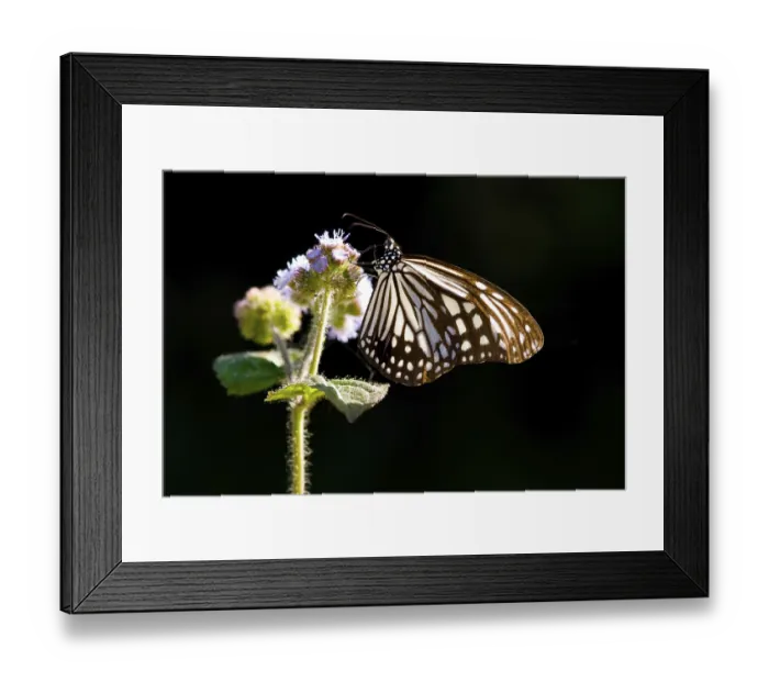 Framed Print : Milkweed butterfly and purple flower