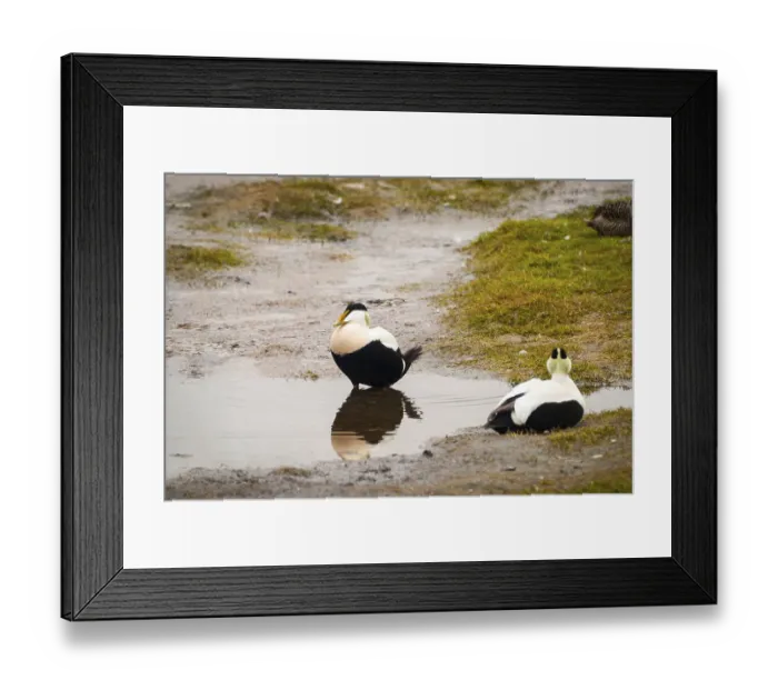 Framed Print : Two male common eider birds by the pond in Svalbard