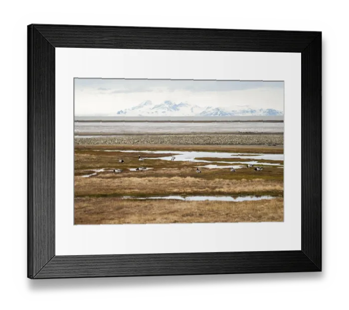 Framed Print : Birds in arctic tundra in summer, Svalbard, Norway Framed Print : Birds in arctic tundra in summer, Svalbard, Norway