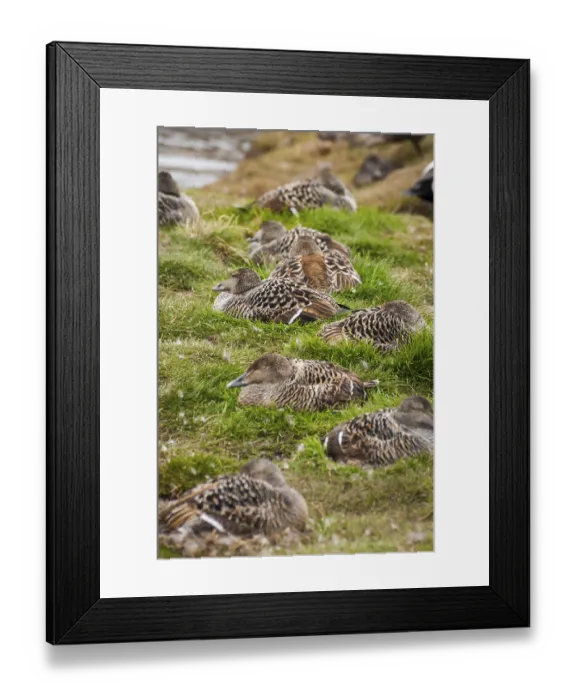 Framed Print : Female common eider birds nesting in Svalbard
