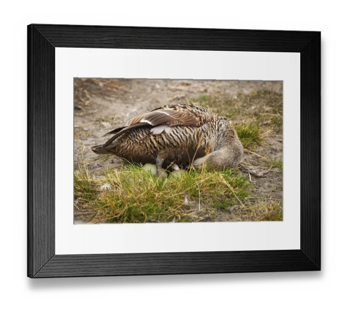 Framed Print : Female common eider laying eggs in Svalbard