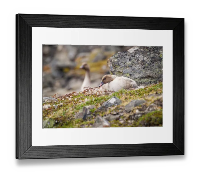 Framed Print : Grater white fronted goose nesting in arctic tundra Framed Print : Grater white fronted goose nesting in arctic tundra