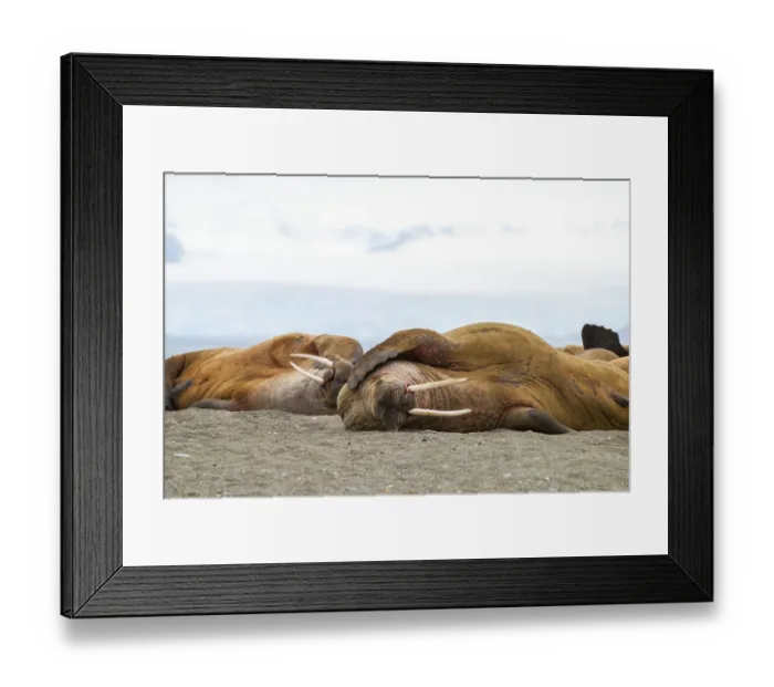 Framed Print : Walruses lying on the shore in Svalbard, Arctic