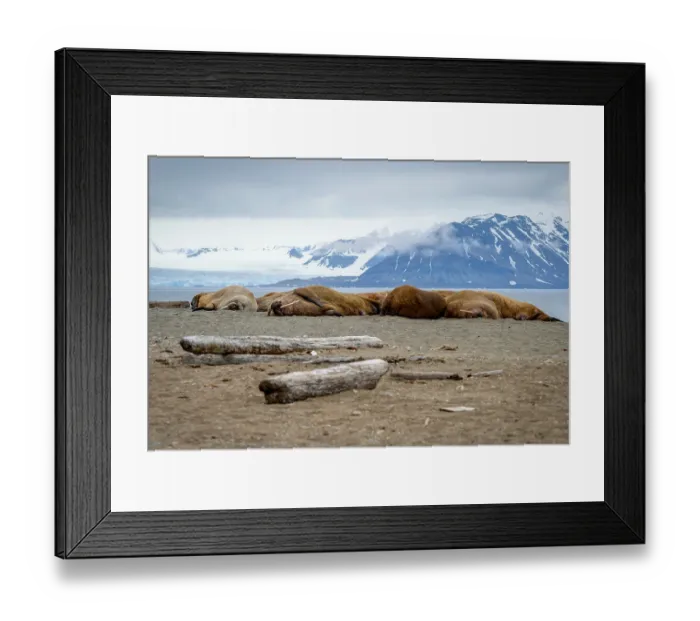 Framed Print : Walruses lying on the shore in Svalbard, Arctic