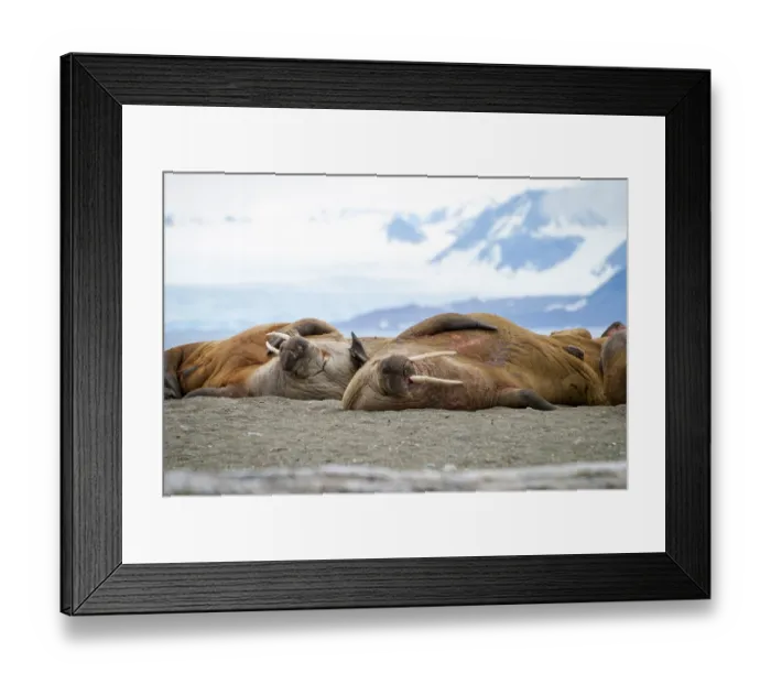 Framed Print : Walruses lying on the shore in Svalbard, Arctic