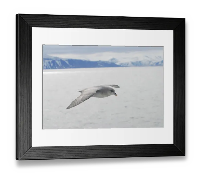 Framed Print : Northern arctic fulmar bird gliding over the arctic sea Framed Print : Northern arctic fulmar bird gliding over the arctic sea