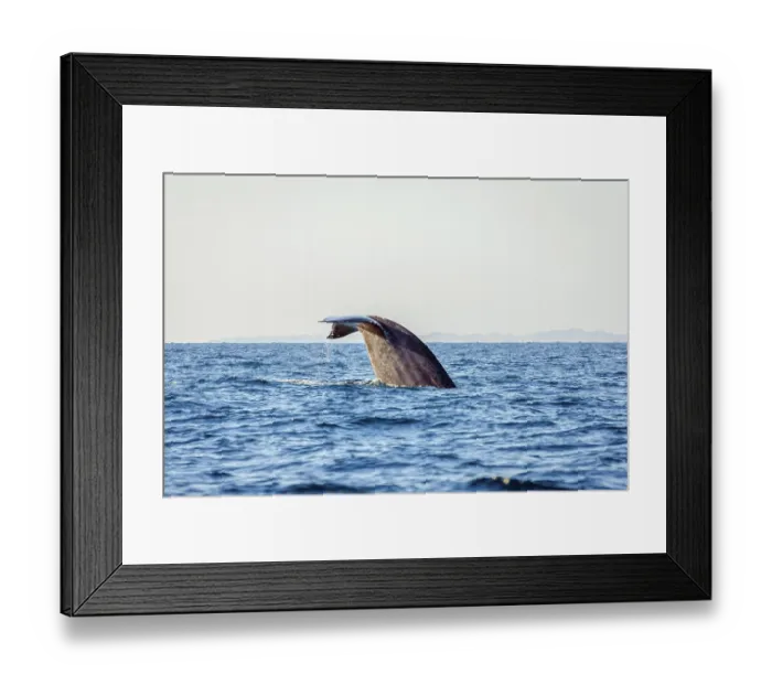 Framed Print : Blue whale tail in the ocean, Sri Lanka