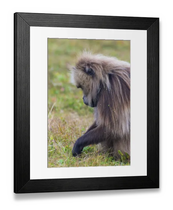 Framed Print : Portrait of baboon monkey eating