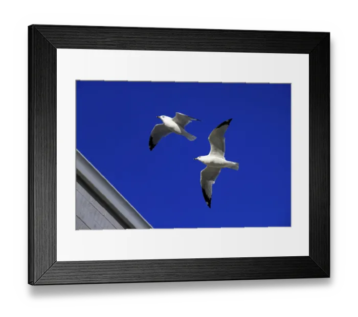 Framed Print : The flying seagulls on a background of clear blue sky Framed Print : The flying seagulls on a background of clear blue sky
