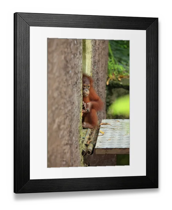 Framed Print : Orangutan. Photographed at a zoo Framed Print : Orangutan. Photographed at a zoo