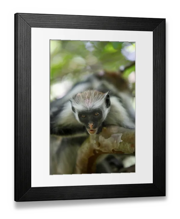 Framed Print : Black-and-white colobus monkey on a tree in rainforest in Zanzibar Framed Print : Black-and-white colobus monkey on a tree in rainforest in Zanzibar