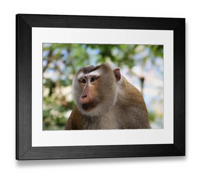 Framed Print : Wild monkey face jungle wildlife green background in Tailand