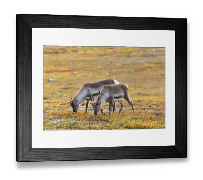 Framed Print : Reindeer herd at Abisko National Park in the colourful autumn of Lapland below Lapporten