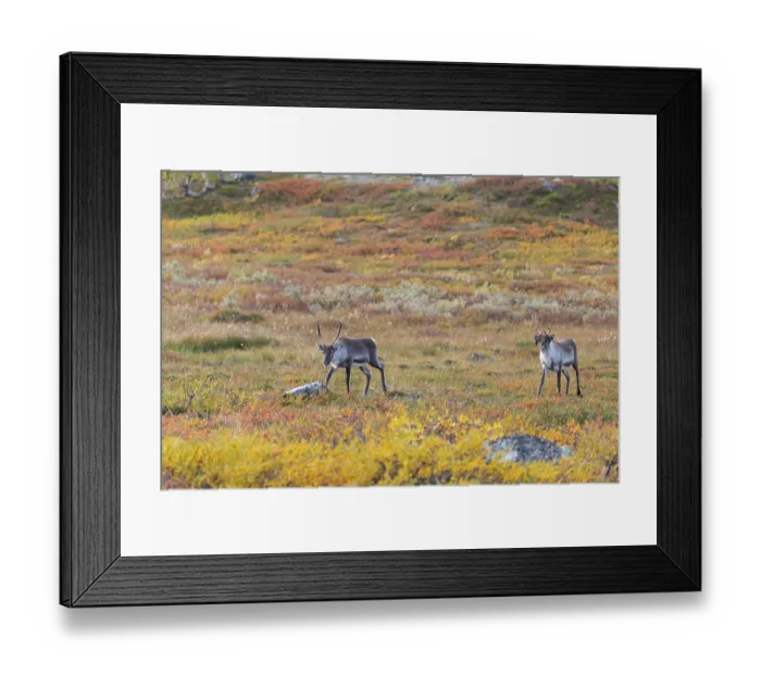 Framed Print : Reindeer herd at Abisko National Park in the colourful autumn of Lapland below Lapporten