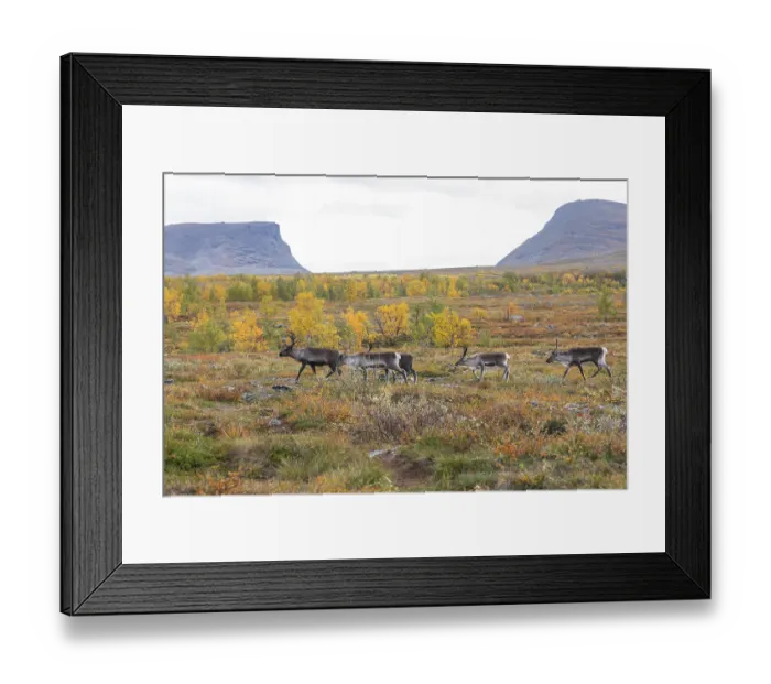 Framed Print : Reindeer herd at Abisko National Park in the colourful autumn of Lapland below Lapporten