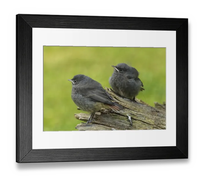 Framed Print : Black redstart two young birds standing side by side looking left on tree trunk