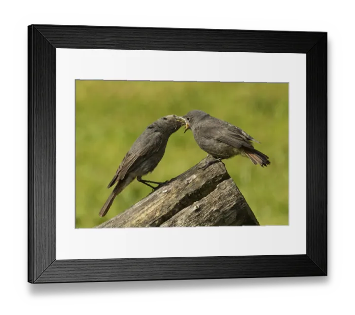 Framed Print : Black redstart adult feeding young bird looking at each other standing on tree trunk