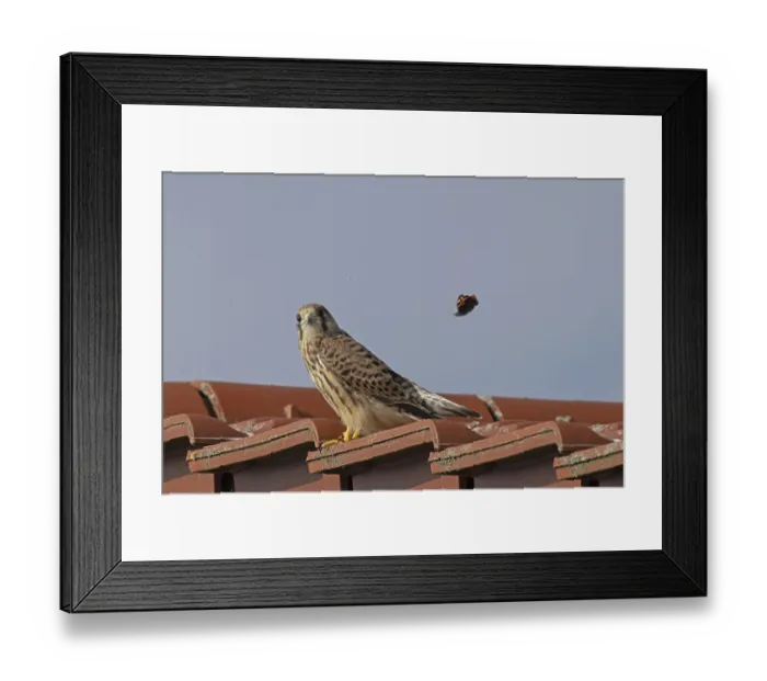 Framed Print : Female Common Kestrel sitting on red roof looking left next to ladybird in front of blue sky