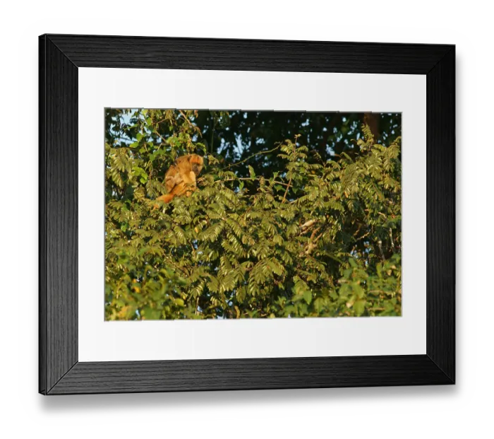 Framed Print : Black howler (Alouatta) female Framed Print : Black howler (Alouatta) female