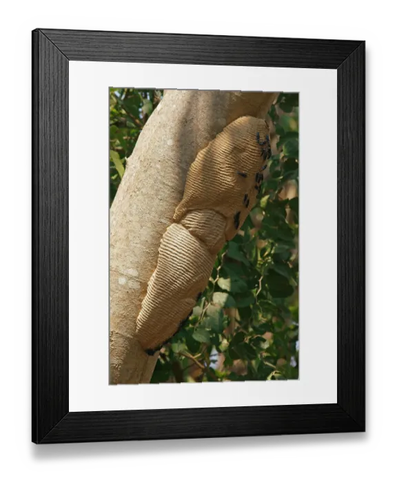 Framed Print : Wasps on a wasp nest Pantanal Brazil