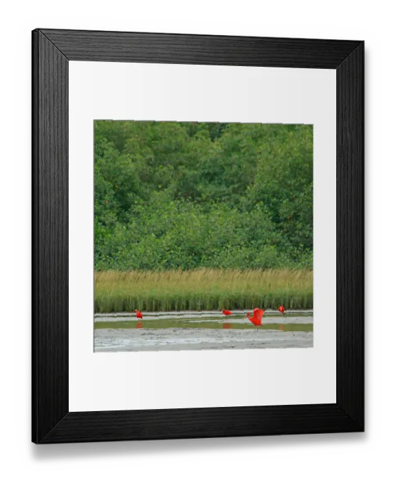 Framed Print : Scarlet Ibis (Eudocimus ruber)