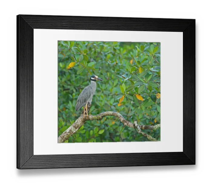Framed Print : Crab Heron (Nycticorax violaca)