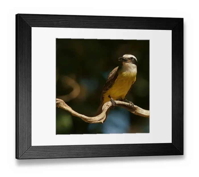 Framed Print : Sulphur-masked tyrant (Pitangus sulphuratus)
