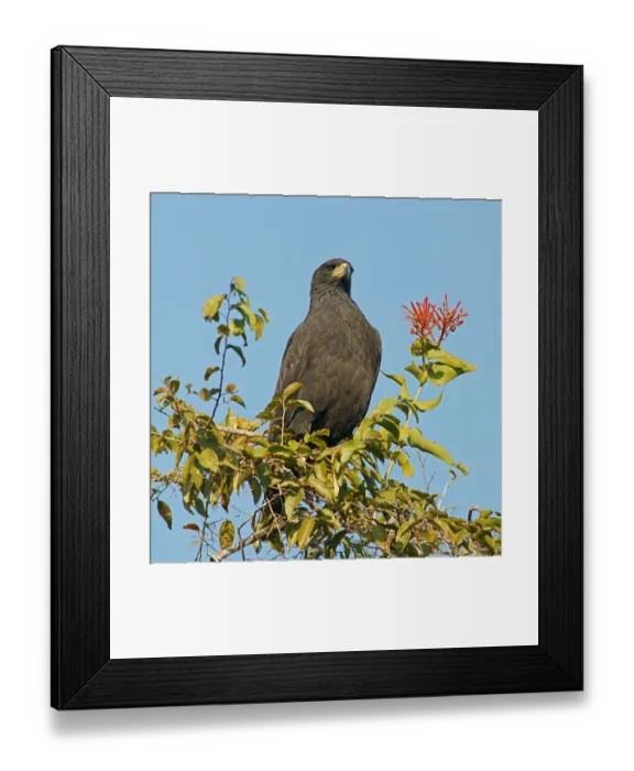 Framed Print : Black buzzard (Buteogallus urubutinga) Pantanal Brazil